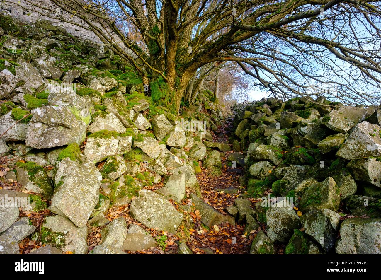 Geotop, Basaltkegel, Großer Kulm, Neustadt am Kulm, Oberpfalz, Bayern