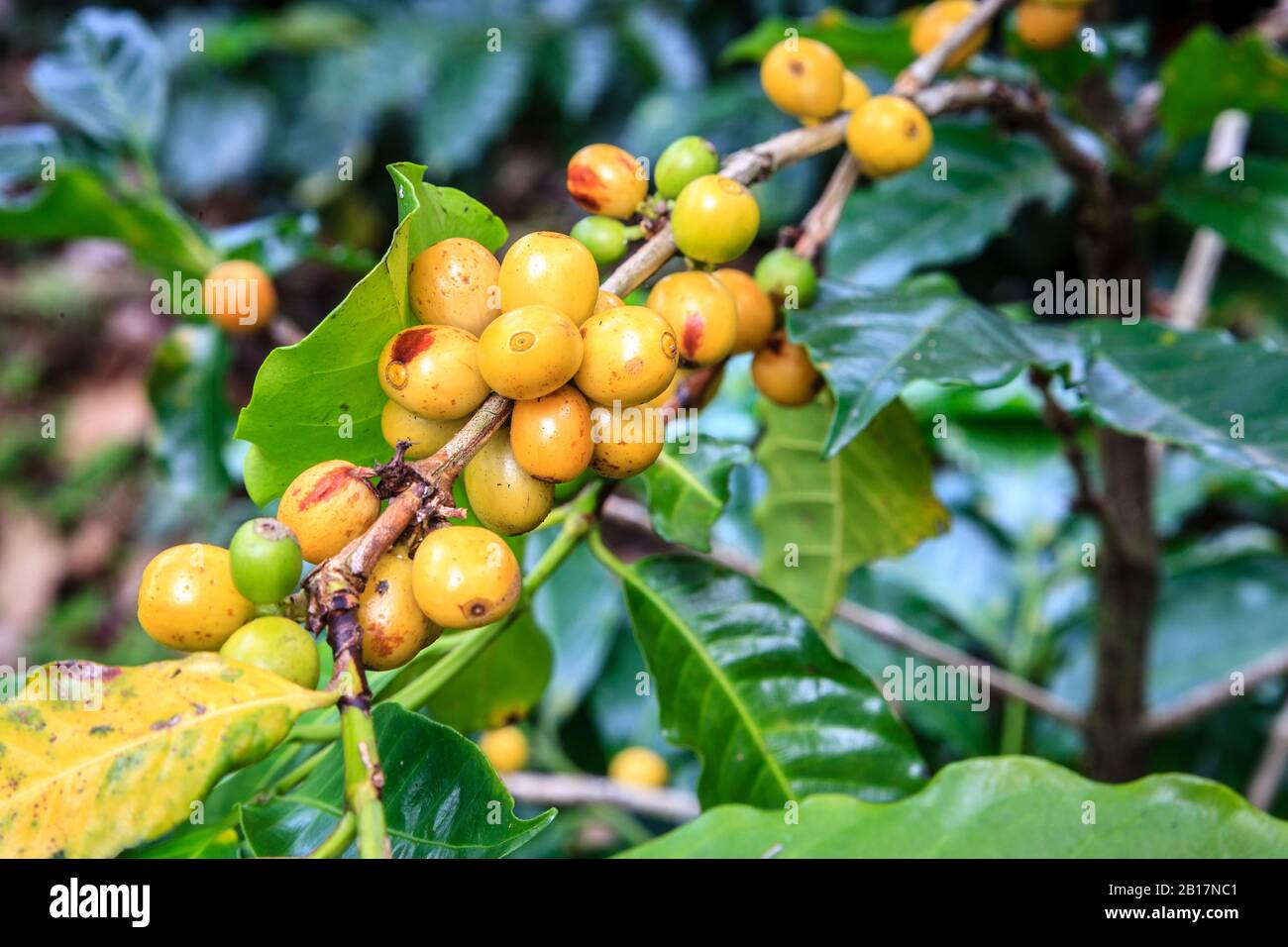 Close-up image of  the branches of the coffee plant with coffee beans Stock Photo