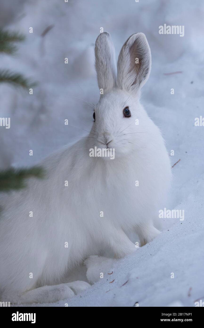 Snowshoe hare in the winter Stock Photo Alamy