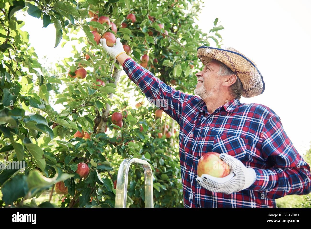 Fruit grower harvesting apples in orchard Stock Photo Alamy