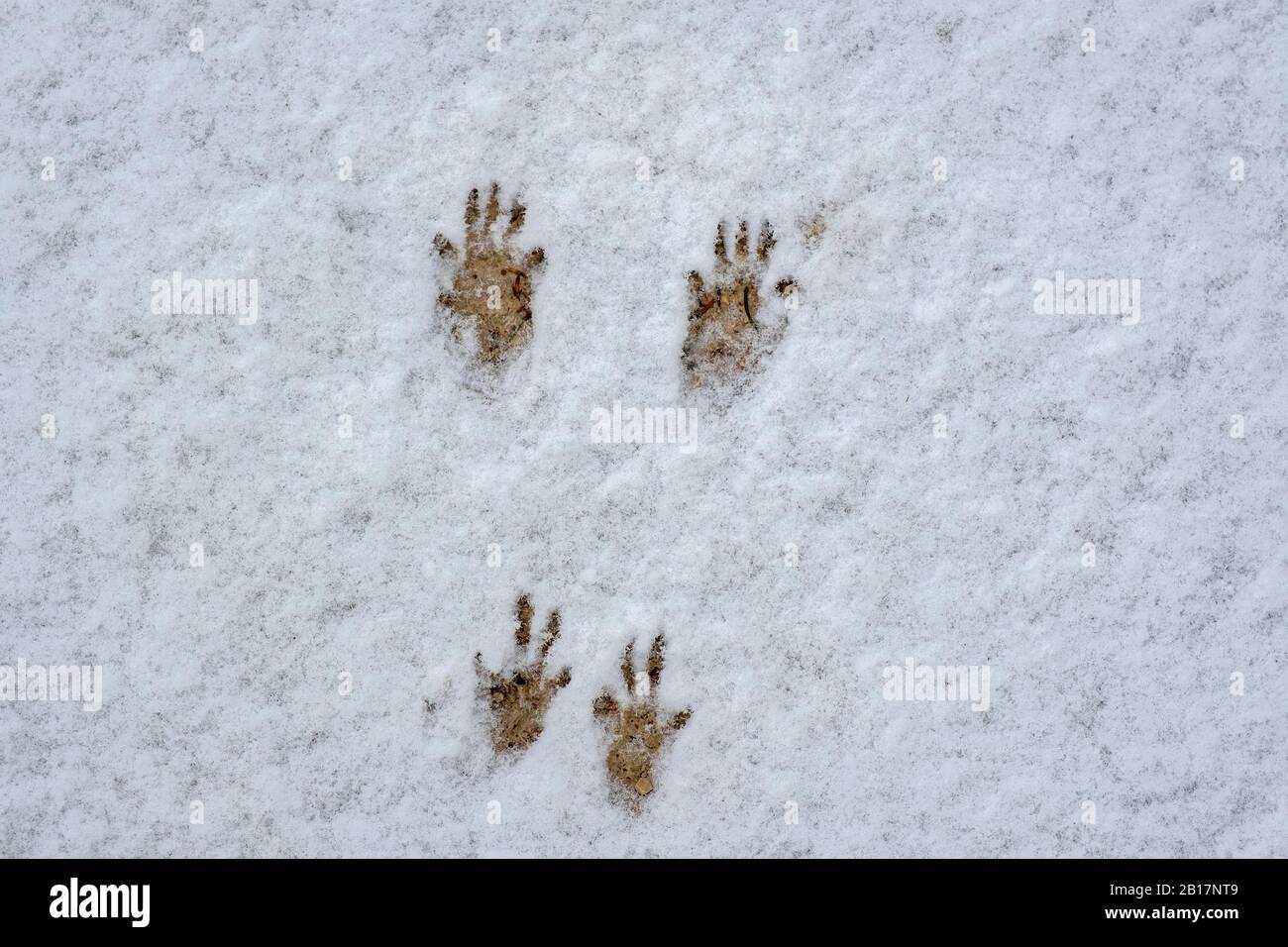 Fußabdruck eines Eichhörnchen, Tierspuren, Spuren im Schnee, bei Pfronten, Ostallgäu, Allgäu, Schwaben, Deutschland Stock Photo