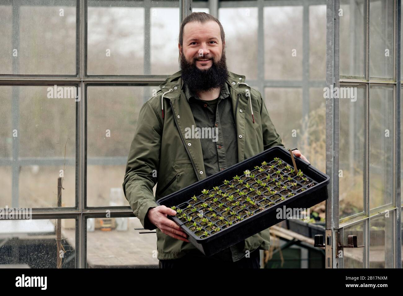 Gardener in grenhouse, carrying spinach seedling is nursery pots Stock Photo
