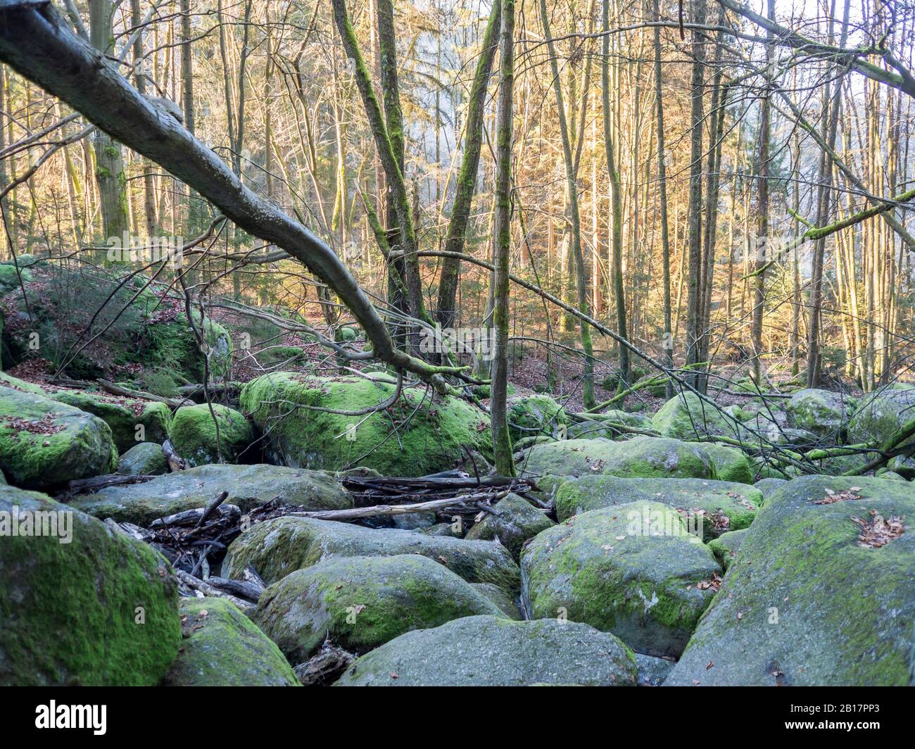 Upper Palatinate Forest High Resolution Stock Photography and Images ...