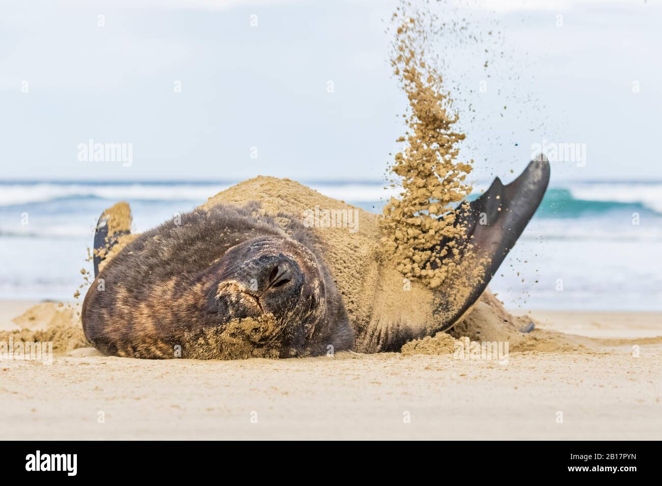 New Zealand, Oceania, South Island, Otago, Southeast, Catlins Coast, New Zealand Sea Lion (Phocarctos hookeri) tossing sand in Purakaunui Bay Stock Photo