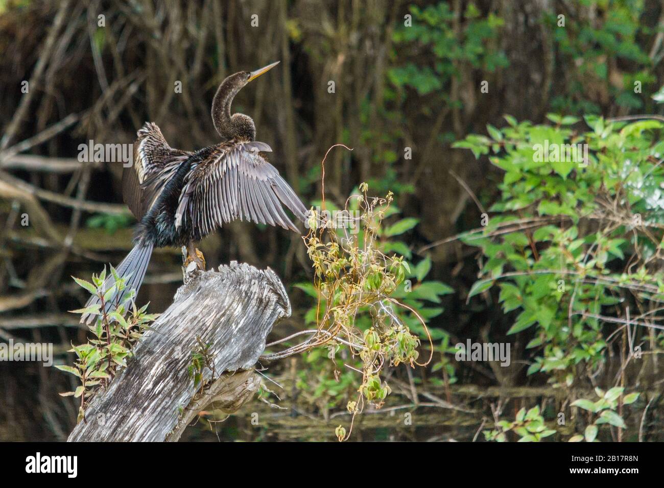 Anhinga drying his wings. Stock Photo