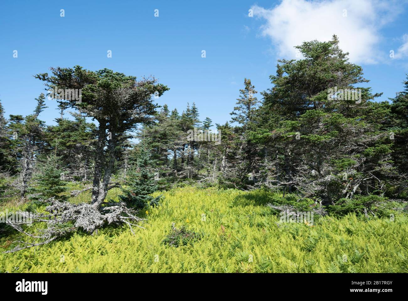 Canada, Nova Scotia, Green boreal forest of Cape Breton Highlands National Park Stock Photo