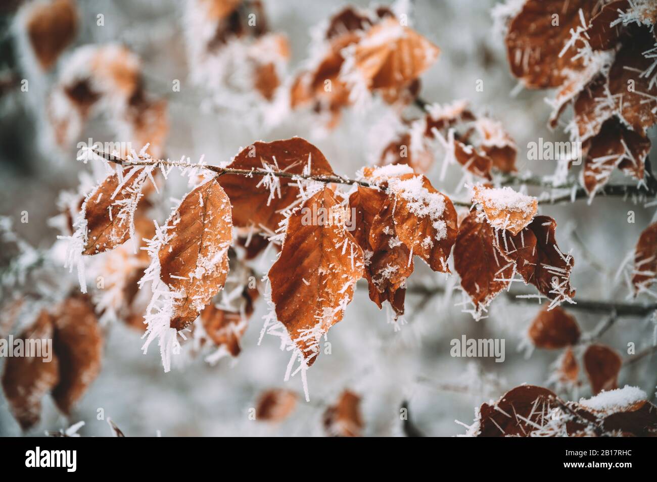 Germany, Baden-Wrttemberg, Constance district, Close-up of leaves covered with frost Stock Photo