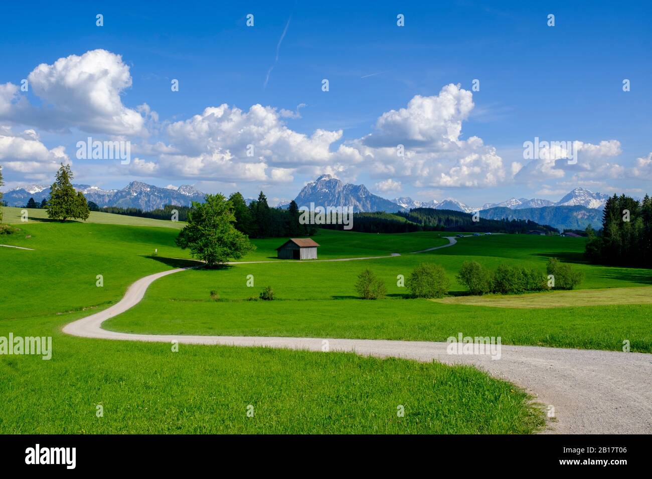 Ausblick über Almwiesen am Senkelkopf auf die Allgäuer Alpen, Ostallgäu, Allgäu, Schwaben, Deutschland Stock Photo