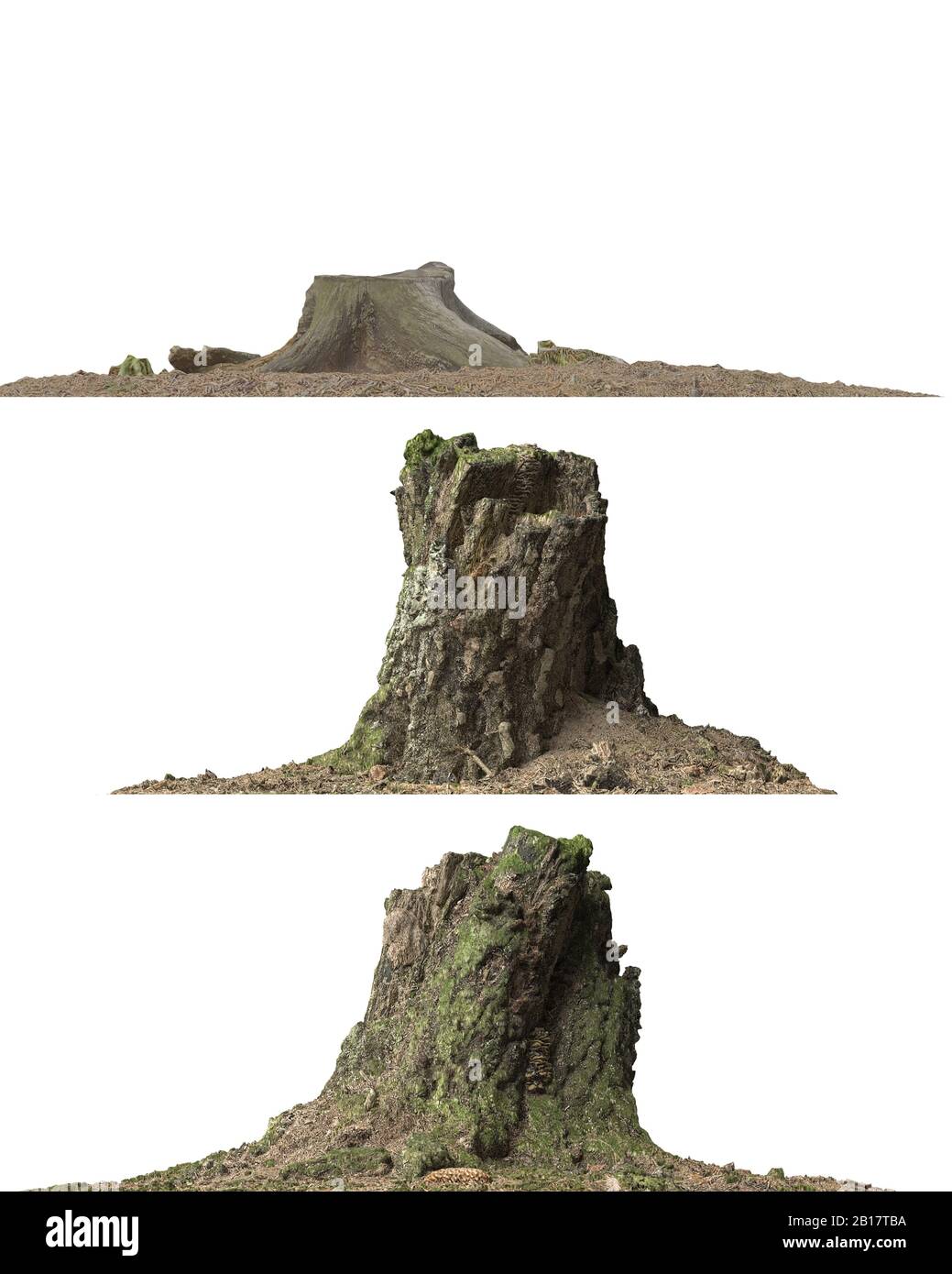 3d illustration stump dead tree isolated on white Stock Photo - Alamy