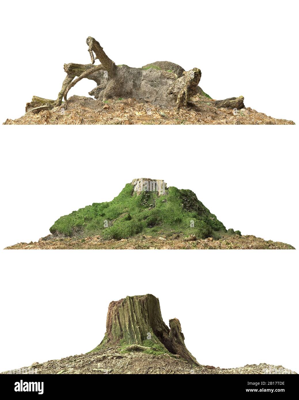 3d illustration stump dead tree isolated on white Stock Photo - Alamy