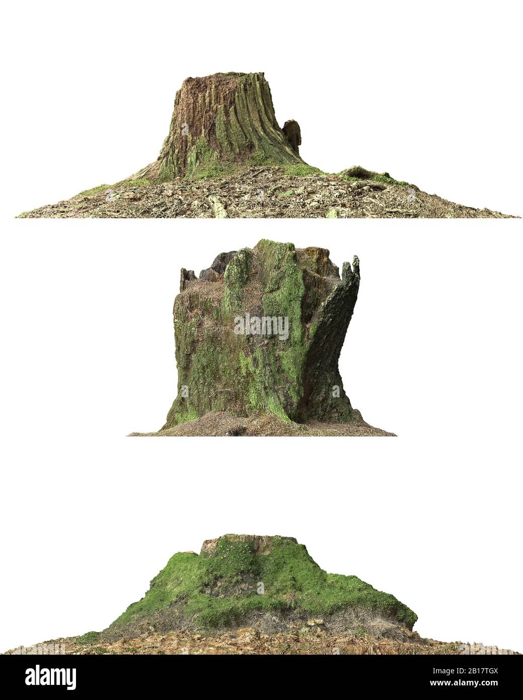 3d illustration stump dead tree isolated on white Stock Photo - Alamy