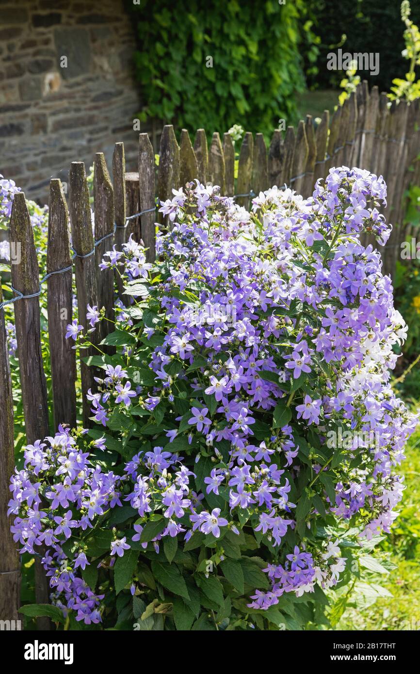 Germany, North Rhine Westfalia, Eifel, Monschauer Land, Monschau region, village Hoefen, Old fence and blue bell flowers (Campanula patula) Stock Photo