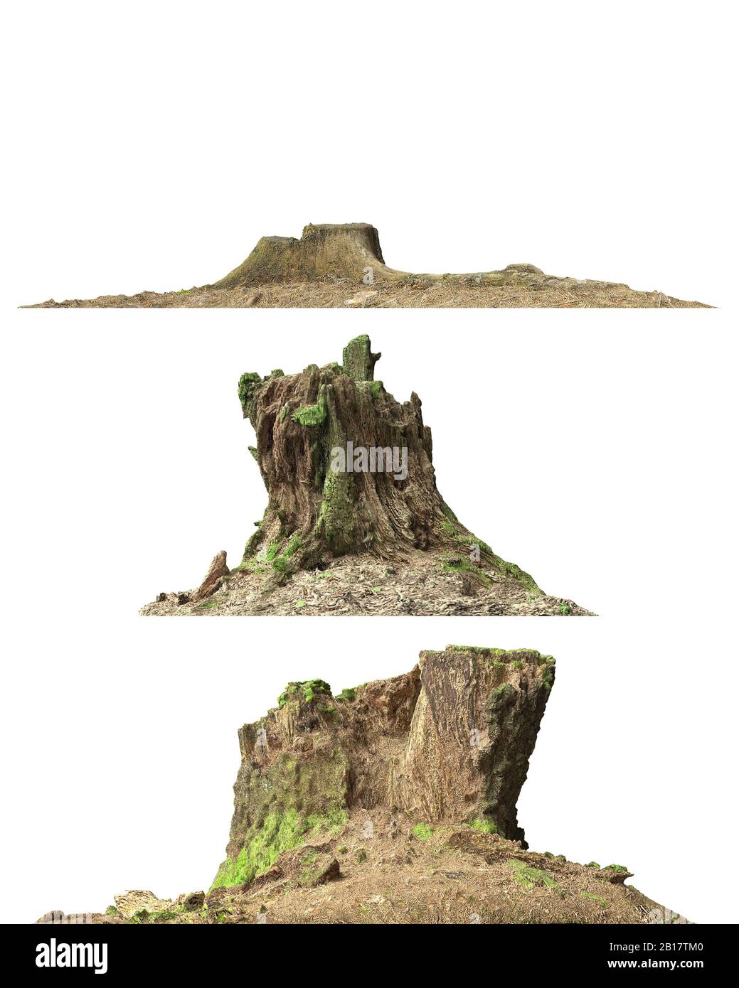 3d illustration stump dead tree isolated on white Stock Photo - Alamy