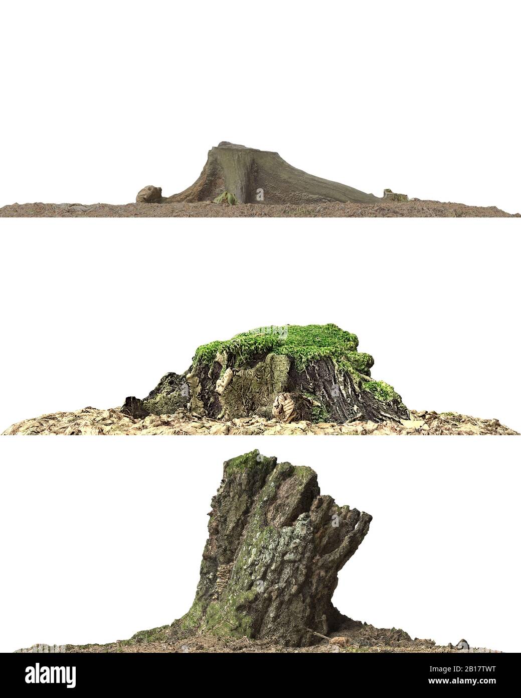 3d illustration stump dead tree isolated on white Stock Photo - Alamy