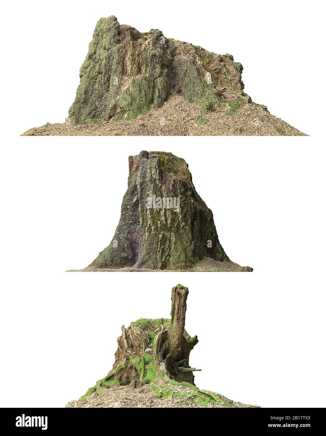 3d illustration stump dead tree isolated on white Stock Photo - Alamy