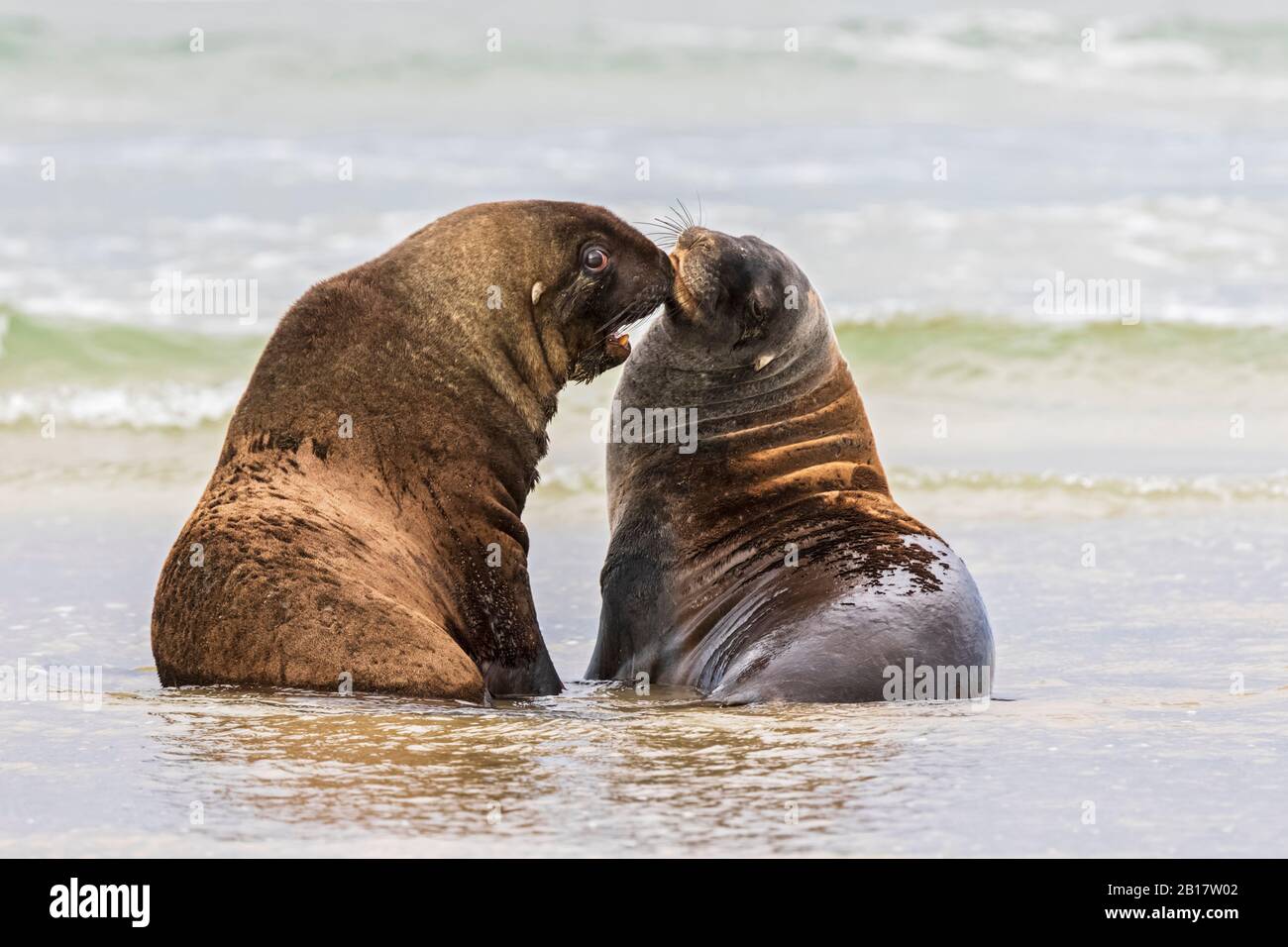 New Zealand, Oceania, South Island, Otago, Southeast, Catlins Coast, Two New Zealand Sea Lions (Phocarctos hookeri) in Purakaunui Bay Stock Photo