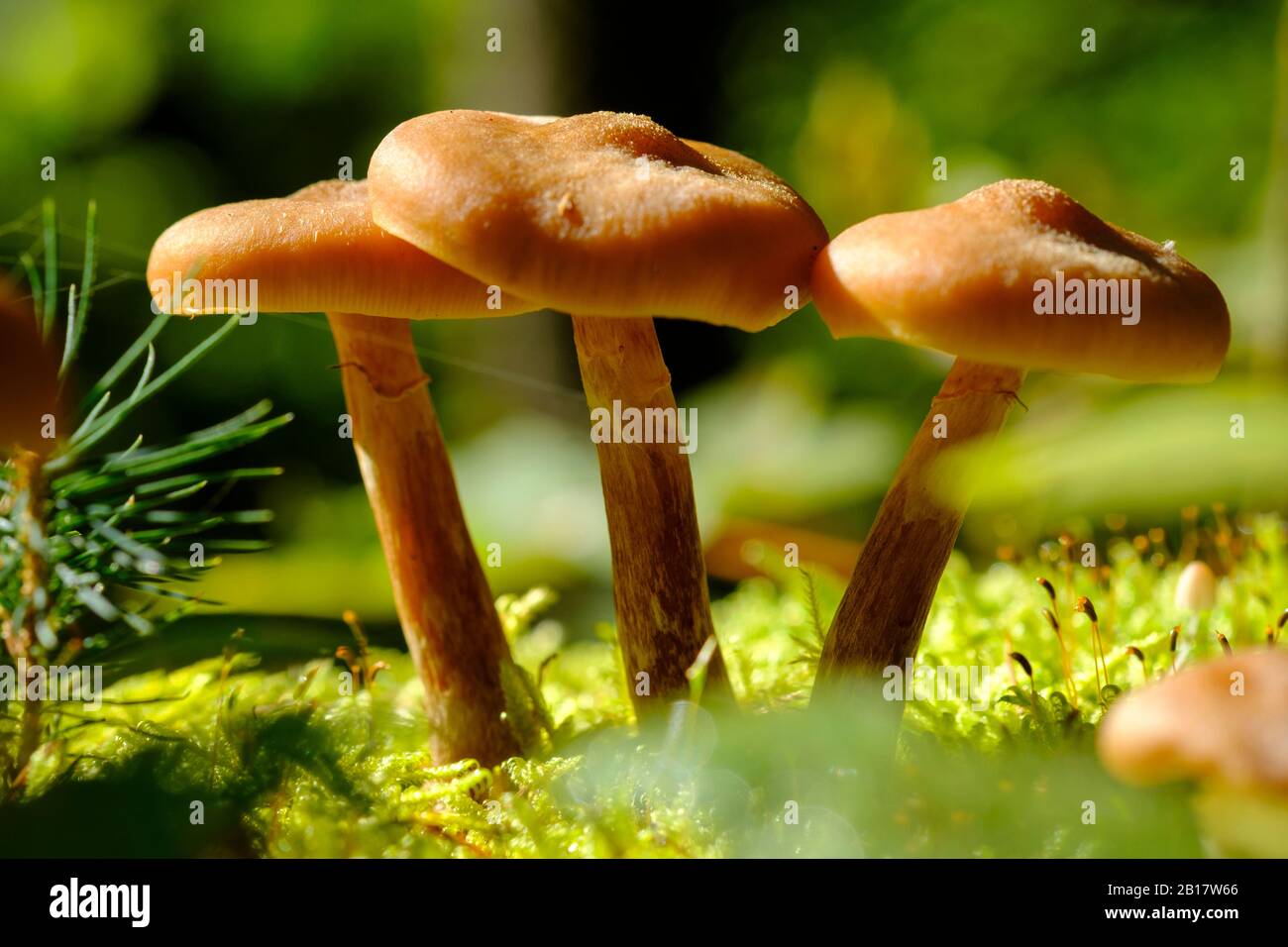 Gemeines Stockschwämmchen (Kuehneromyces mutabilis) Tatzelwurm, Sudelfeld, Oberbayern, Bayern, Deutschland, Stock Photo