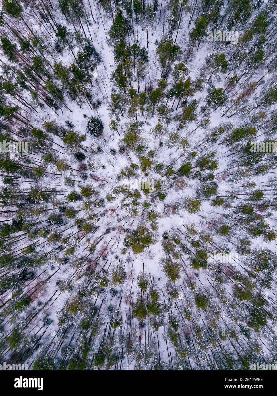 Russia, Leningrad region, Aerial view of Winter forest Stock Photo