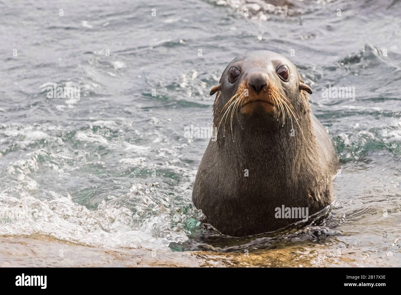 Oceania, New Zealand, South Island, Southland, Otago, Moeraki, Katiki Point, New Zealand sea lion (Phocarctos hookeri) in water Stock Photo