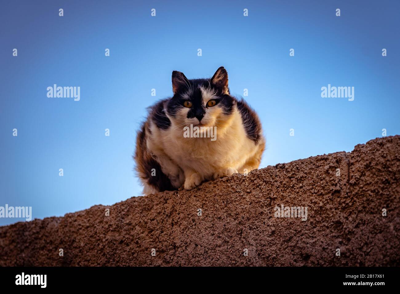 Black and white cat looking at the camera and ready to jump Stock Photo ...