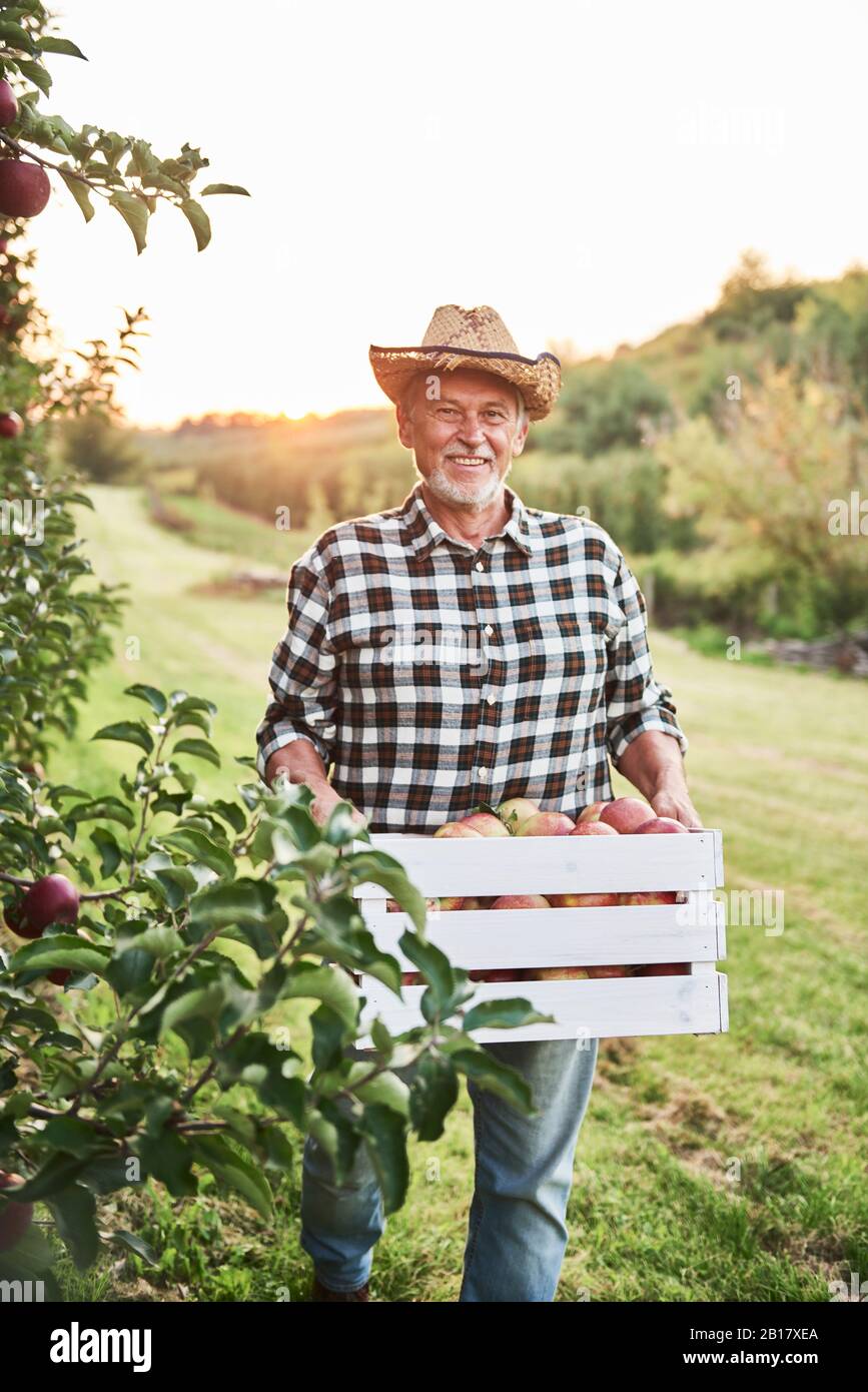 Fruit grower carrying full crate of apples in his orchard Stock Photo