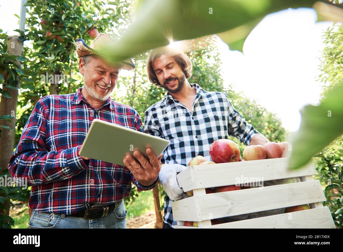 Fruit growers checking quality of apples in their orchard Stock Photo