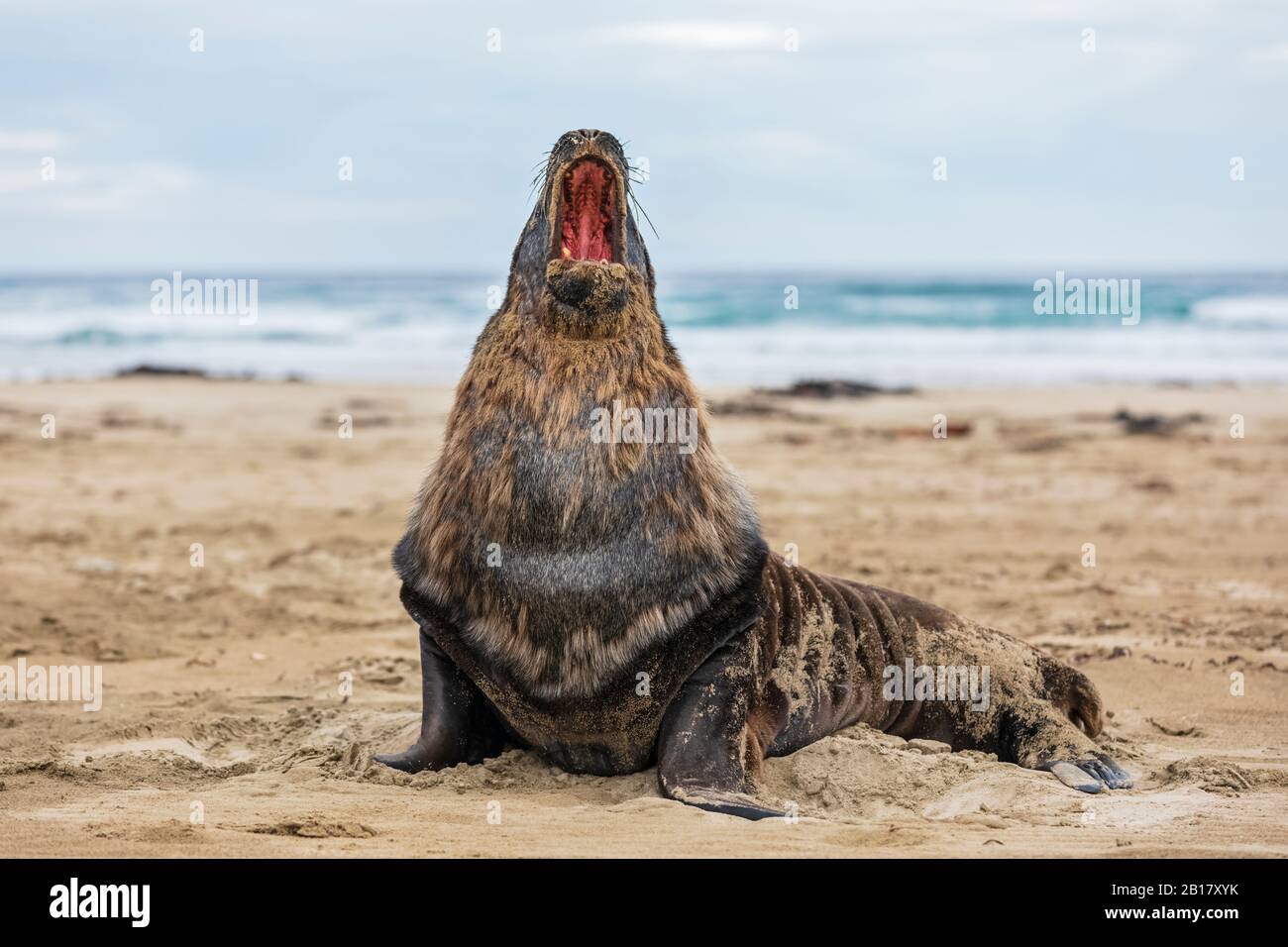 New Zealand, Oceania, South Island, Otago, Southeast, Catlins Coast, New Zealand Sea Lion (Phocarctos hookeri) in Purakaunui Bay Stock Photo