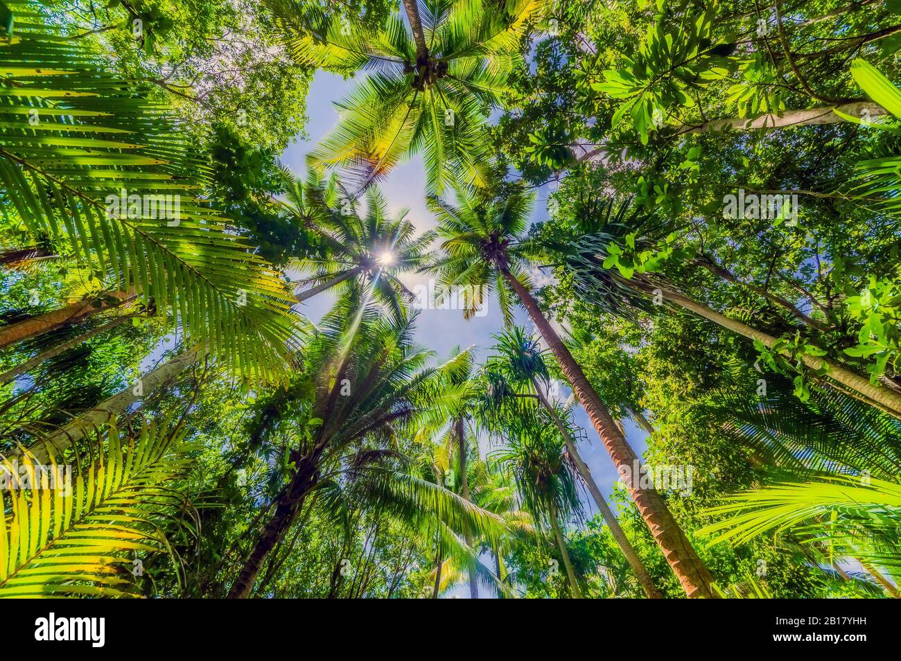 Papua New Guinea, Milne Bay Province, Directly below view of green tall palm trees in summer Stock Photo
