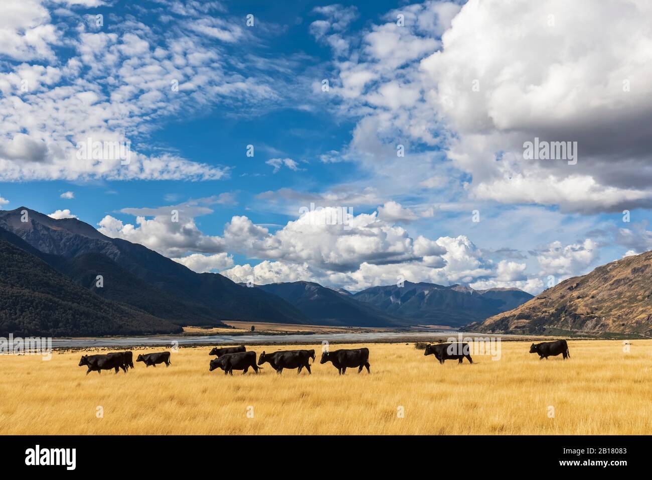 New Zealand, Grey District, Inchbonnie, Clouds over cattle grazing on yellow grass with Waimakariri River in background Stock Photo