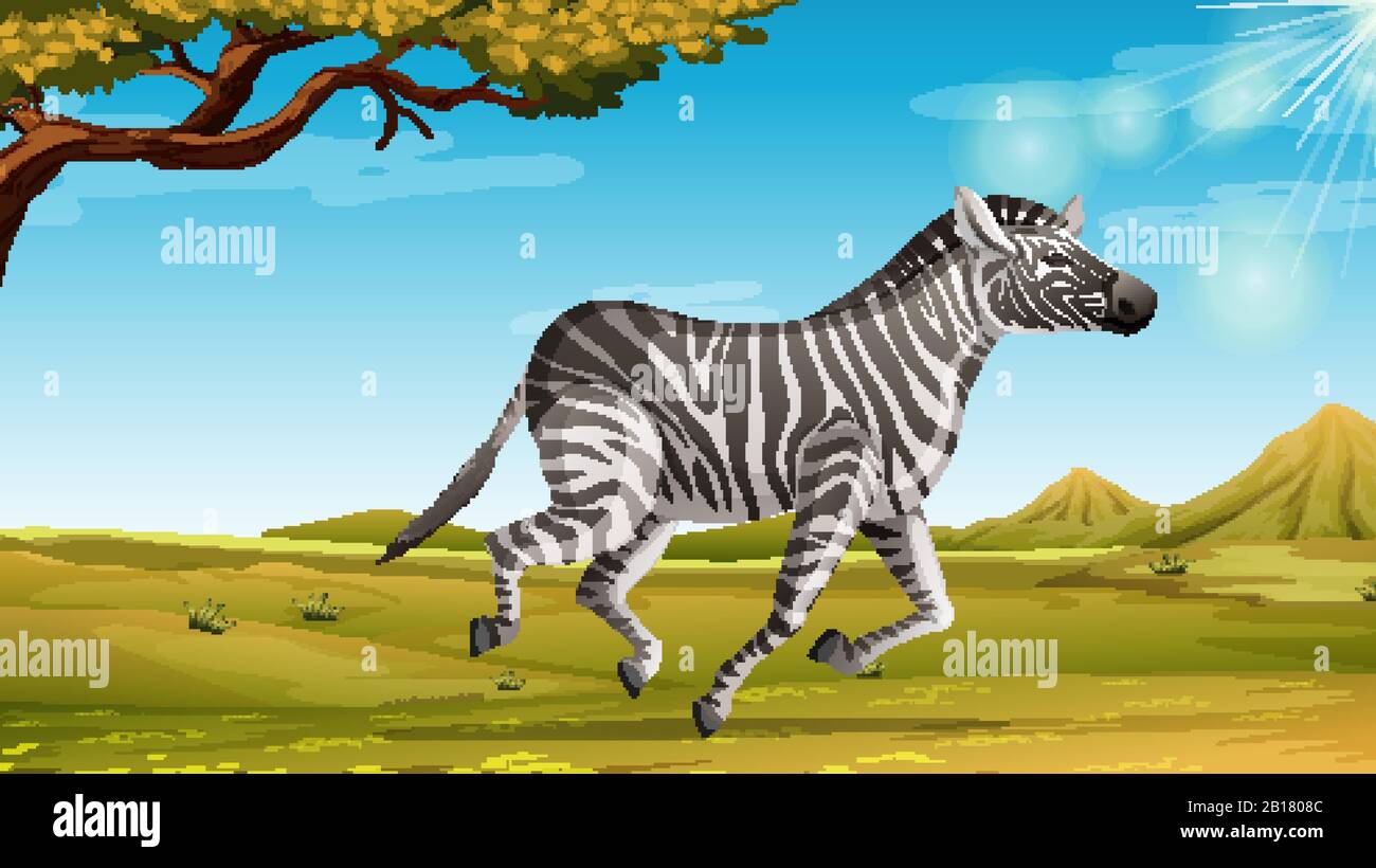 Wild zebra running alone in the savannah field illustration Stock Vector