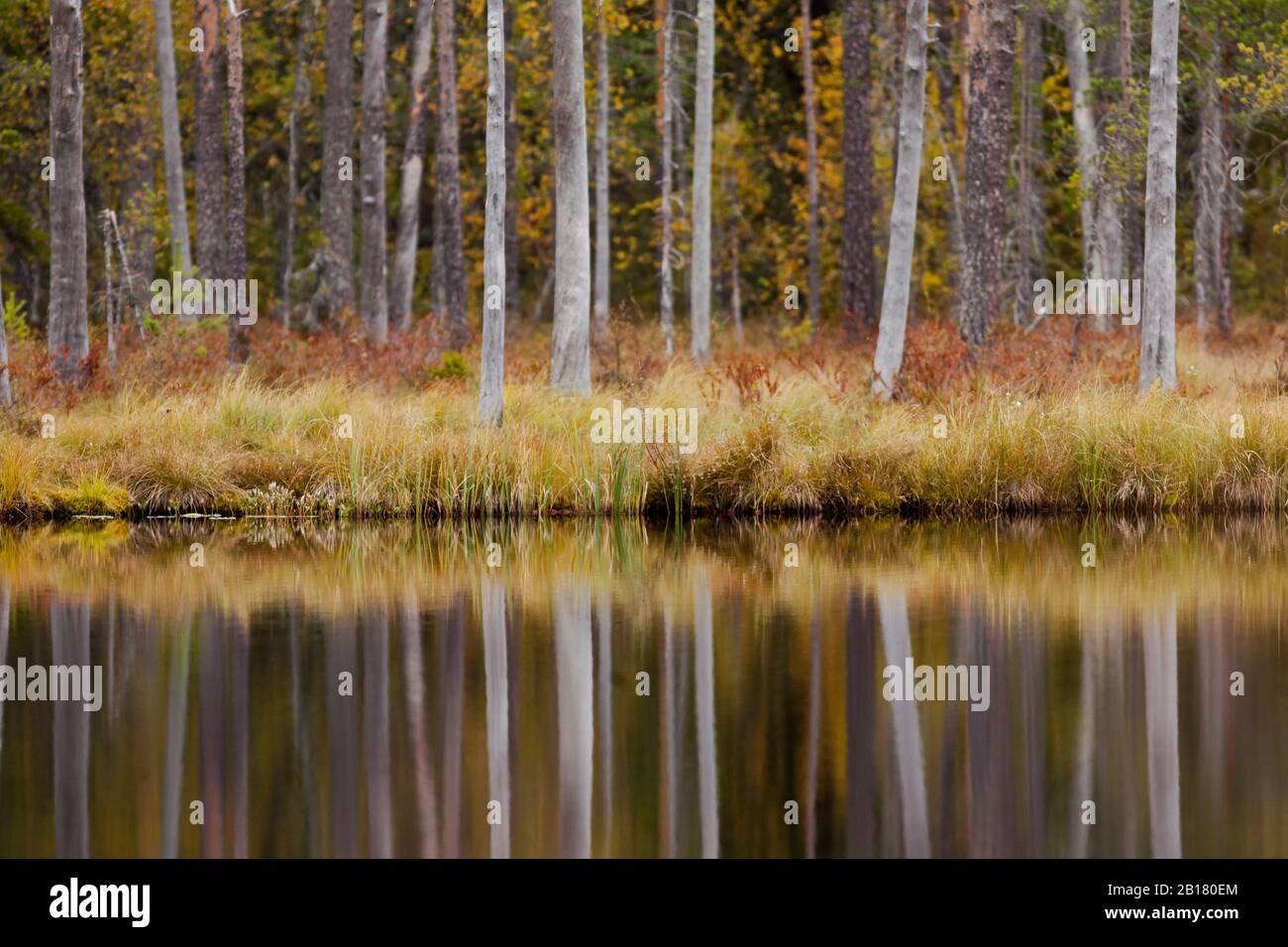 Finland, Kainuu, Kuhmo, Autumn trees reflecting in lake Stock Photo - Alamy