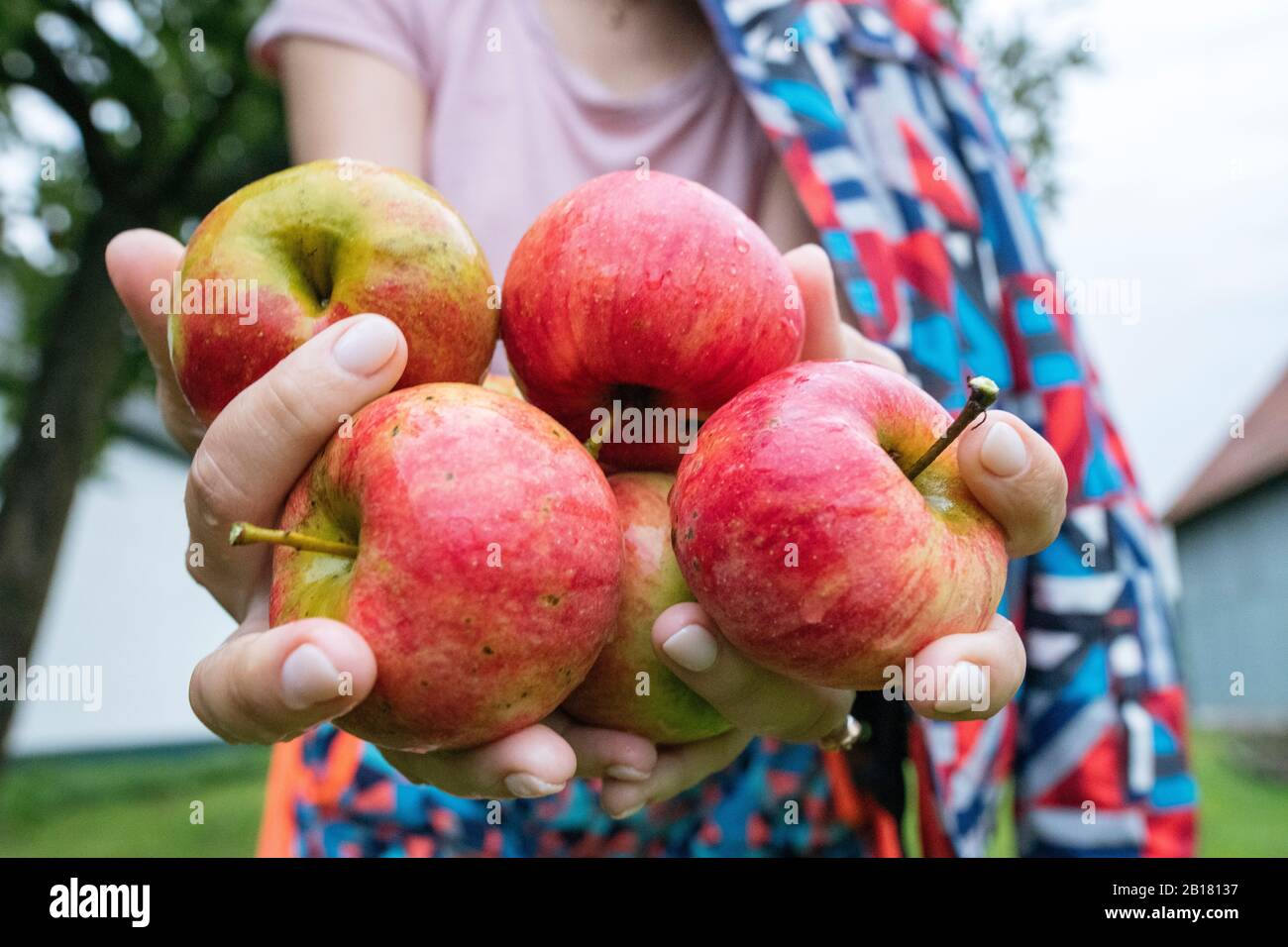 Womans' hands offering apples, close-up Stock Photo