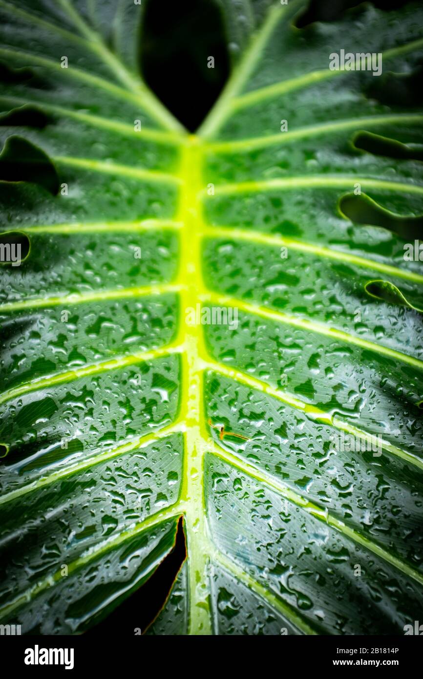 Spain, Close-up of green leaf covered in raindrops Stock Photo