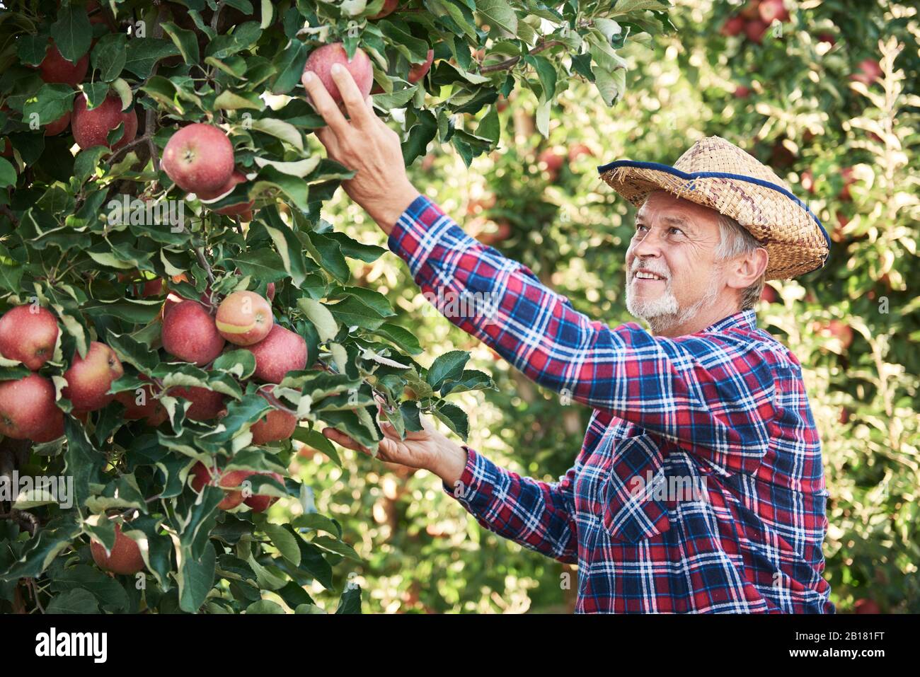 Check fruit hires stock photography and images Alamy