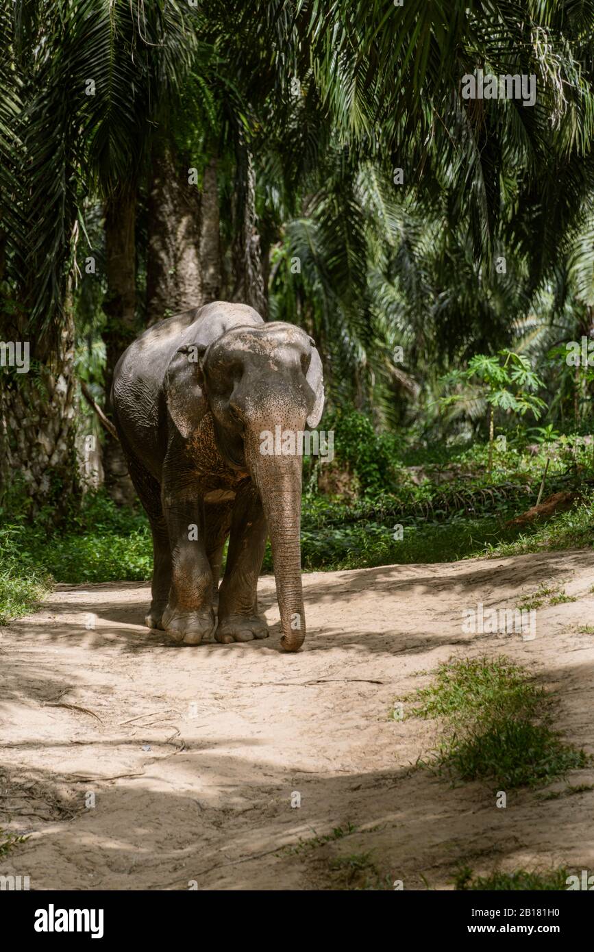Elephant in sanctuary, Krabi, Thailand Stock Photo
