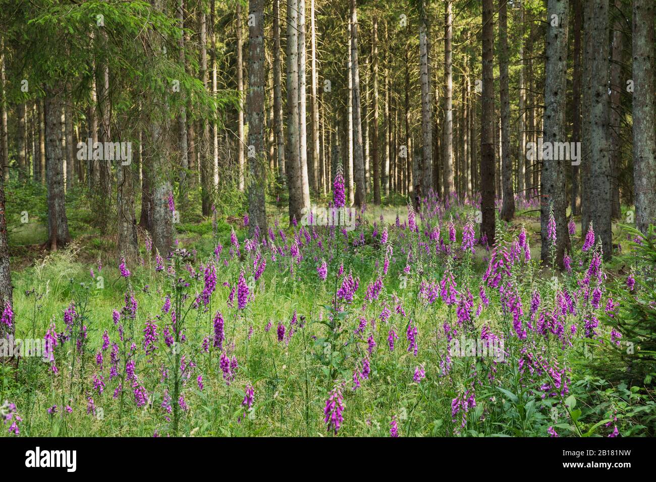 Germany, North Rhine Westfalia, Eifel, Eifel National Park, Red foxglove (Digitalis purpurea) in spruce forest Stock Photo