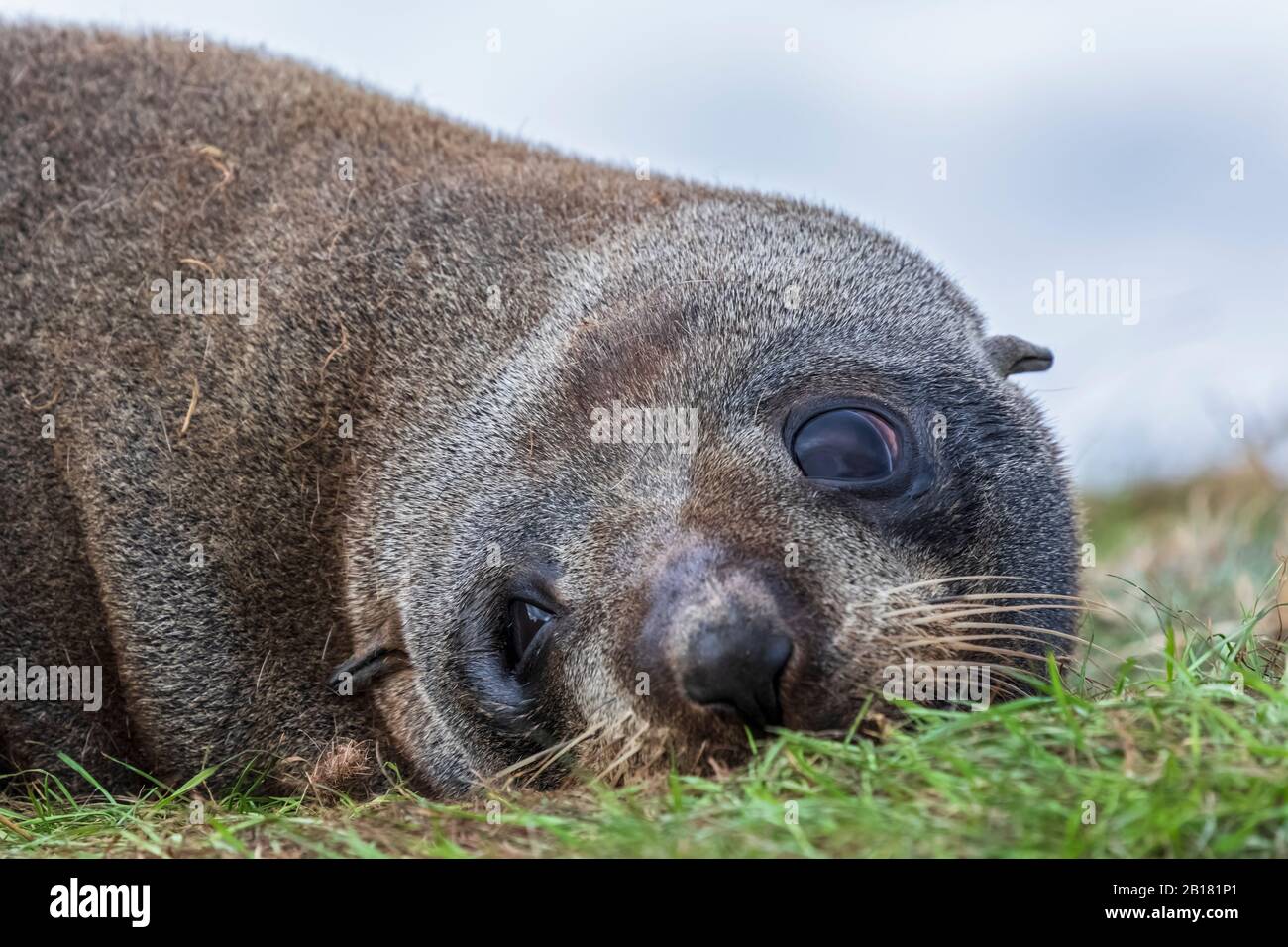 Oceania, New Zealand, South Island, Southland, Otago, Moeraki, Katiki Point, Close-up of New Zealand sea lion (Phocarctos hookeri) resting on grass Stock Photo