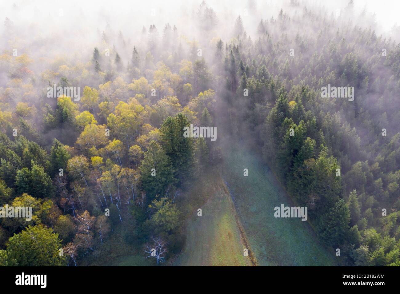 Aerial view autumn forest shrouded fog hi-res stock photography and ...