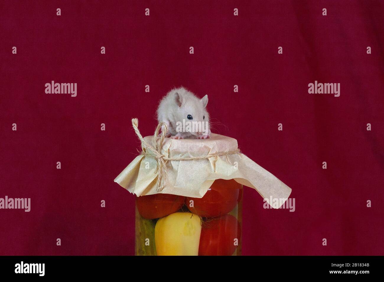 Rat on a jar with pickles. pest unpacks food Stock Photo Alamy