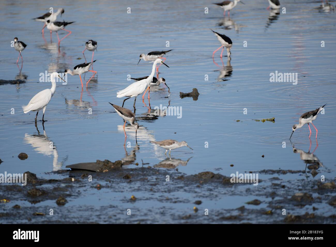 Little Egrets,Black-winged stilts & other wading birds in a shallow estuary mud flat searching for food.Cebu City,Philippines Stock Photo