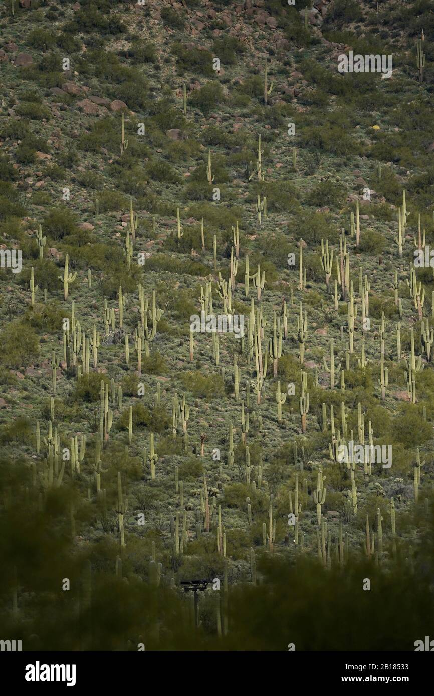 Many cacti on a mountainside. Stock Photo