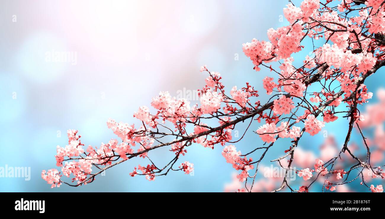 Magical scene with sakura flowers of pink color. Beautiful nature background. Horizontal spring banner with blooming sakura. Copy space for text Stock Photo