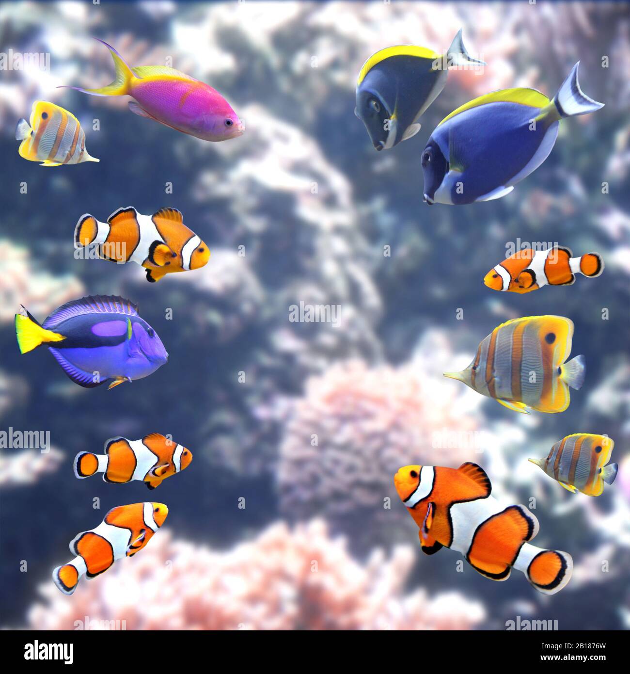 Blue Tang Fish And Clown Fish