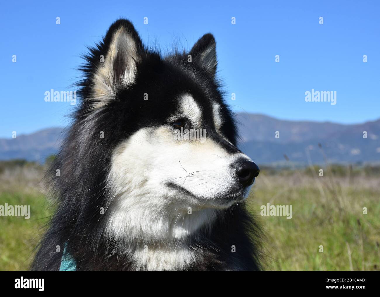 fluffy husky breed