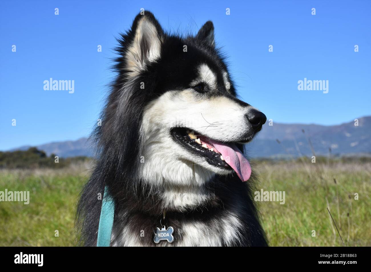 Beautiful portrait of a shaggy black and white Siberian Husky dog Stock