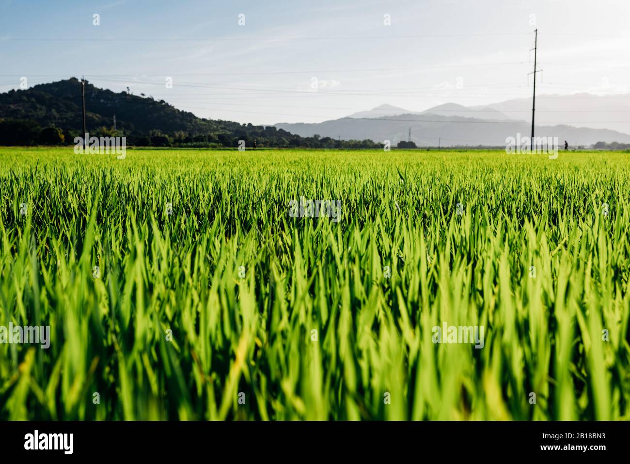 Rice field, view of rice plantation. Sprouts of young rice. Field with