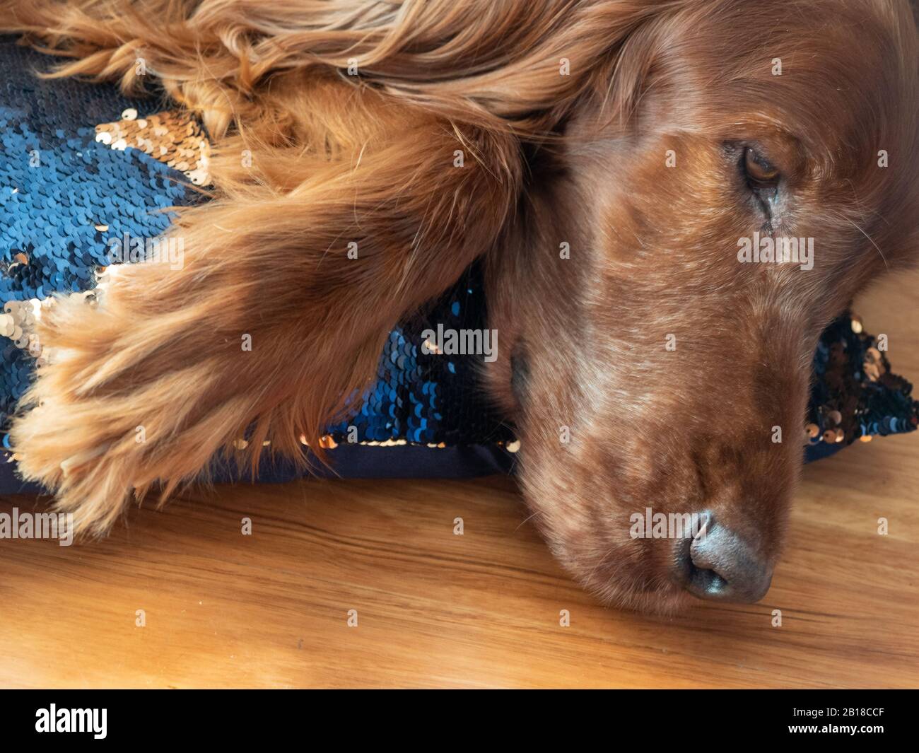 Irish Red Setter, Just a tired sleepy dog and his sequinned pillow