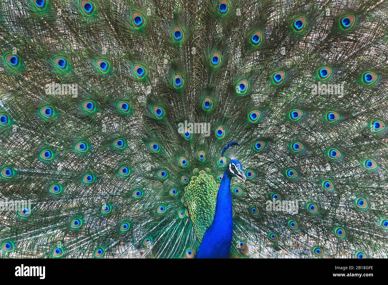 The Image Of Indian Peafowl Pavo Cristatus Displaying In Ranthambore National Park Rajastthan India Asia Stock Photo Alamy