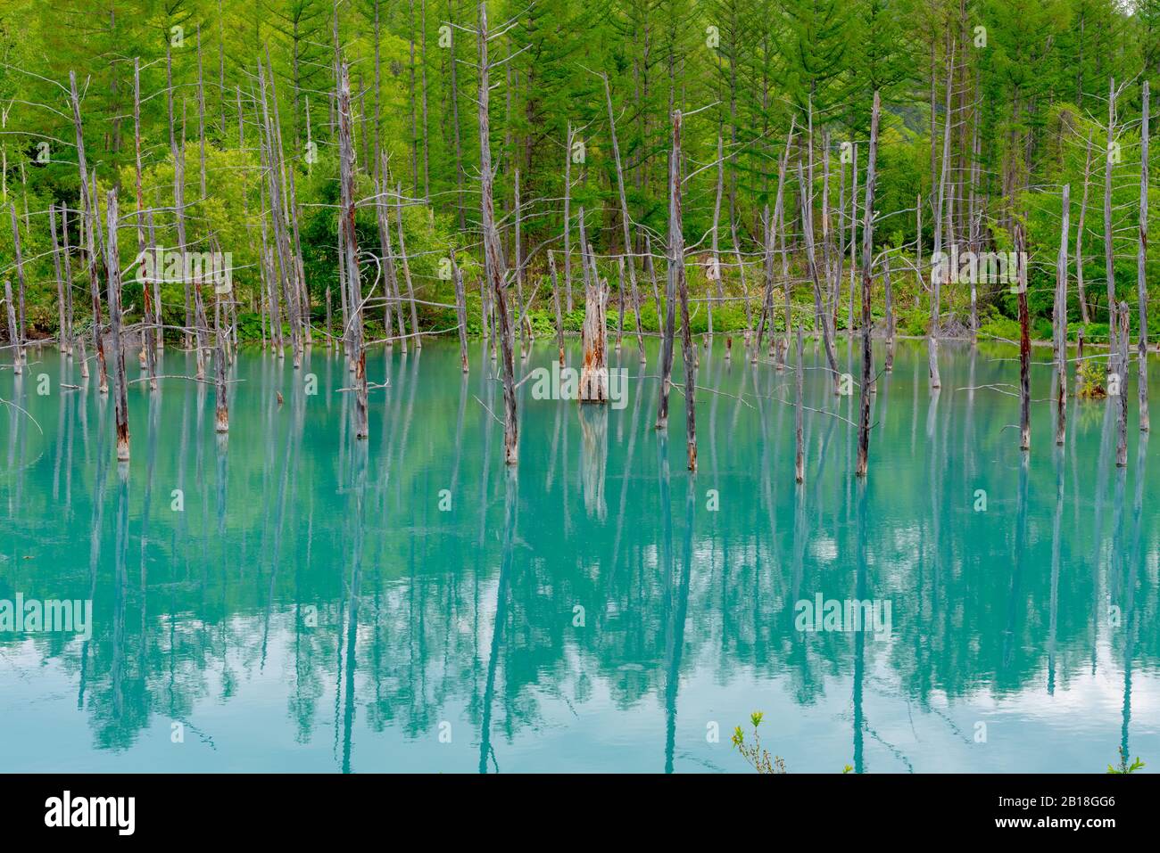 Blue pond ( Aoiike ) with reflection of tree in clear blue sky sunny ...