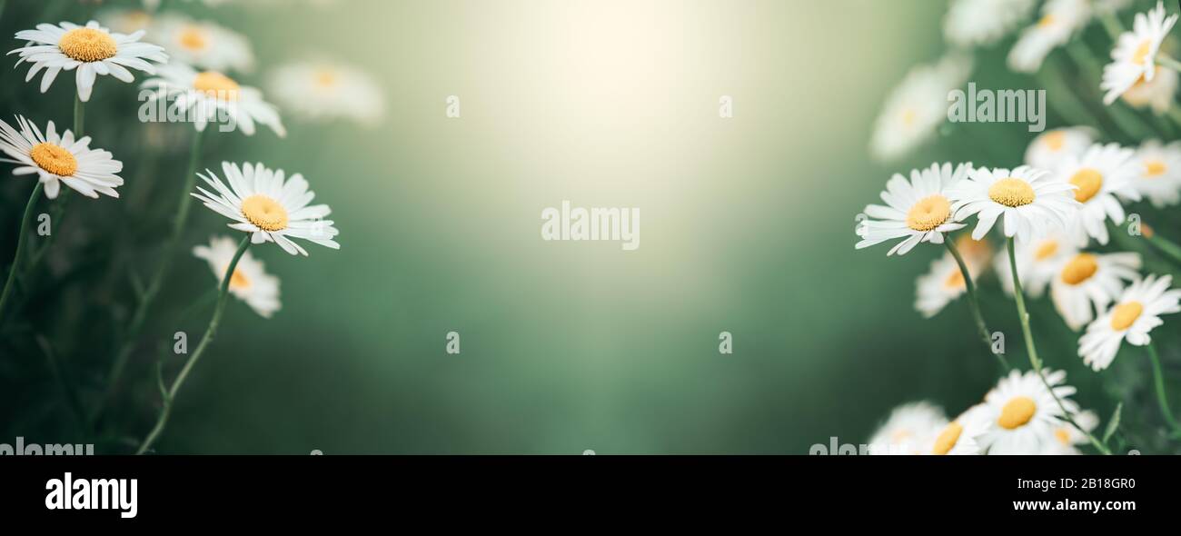 Daisy green background hi-res stock photography and images - Alamy